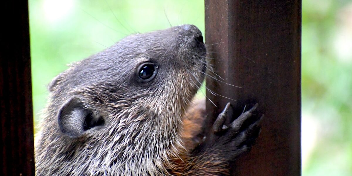 Hard Wax Oil Finish: Application and Benefits