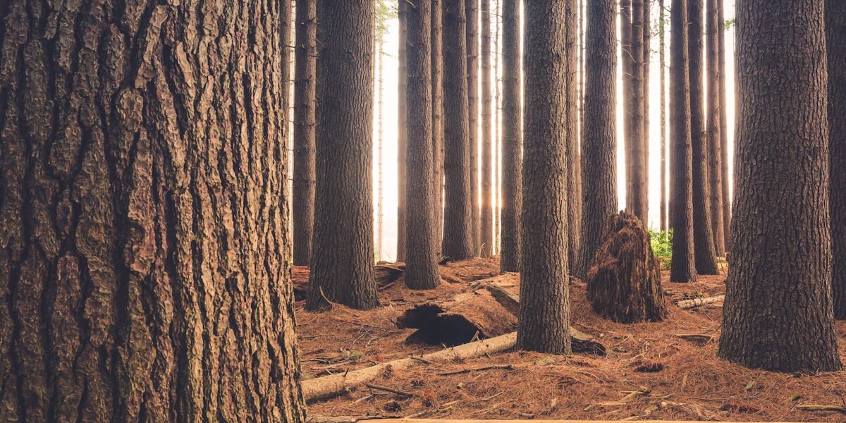 Transform Your Outdoors with Stunning Wood Finishes